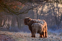 schotse hooglander (Bos taurus) 1-2019 7244